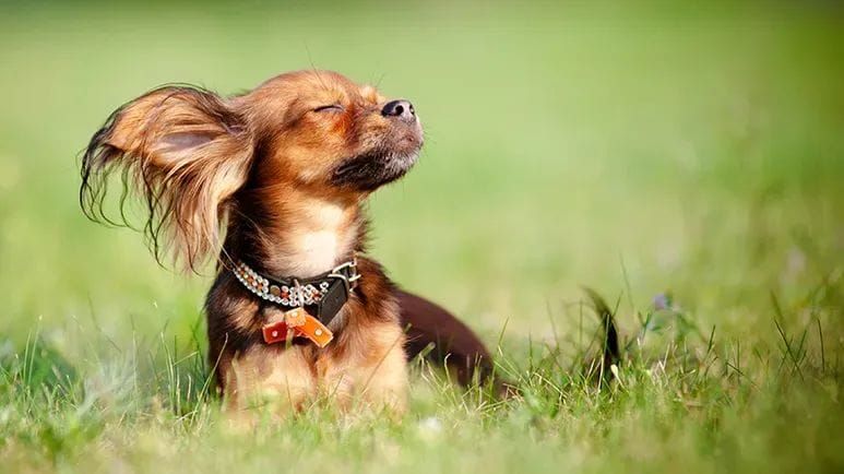 Las razones por las que a los perros les encanta tomar el sol