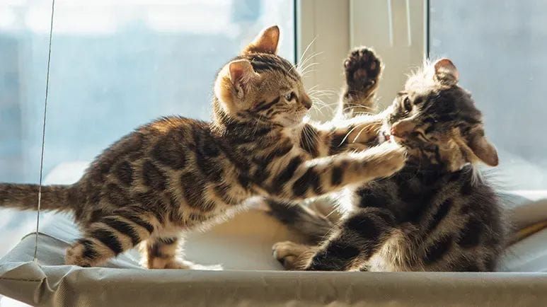 Cómo lograr que tus gatos se lleven bien