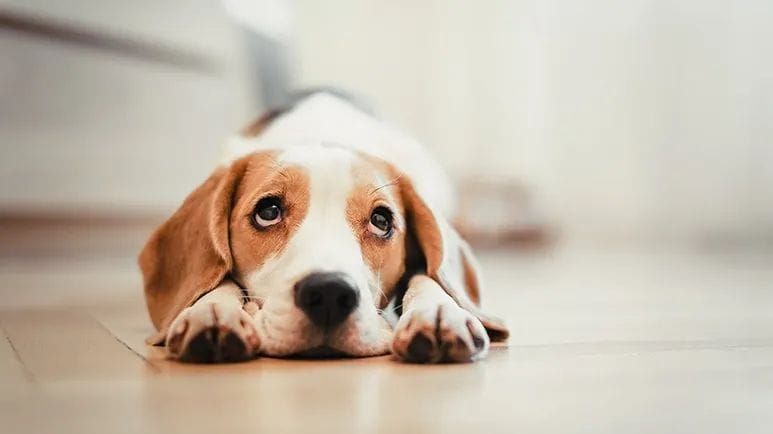 Descubre la diferencia entre la regurgitación y el vómito en tu mascota