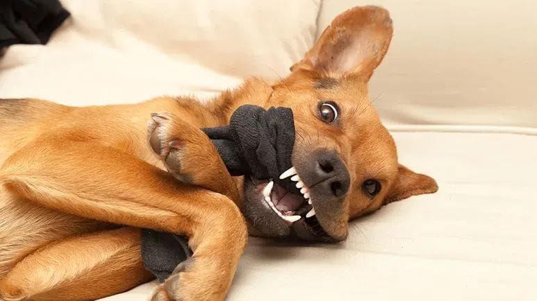 La razón por la que tu perro protege sus pertenecías (y cómo romper ese hábito)