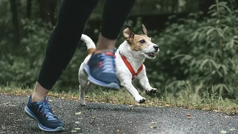 Nacidos para correr: los 12 mejores compañeros caninos para correr