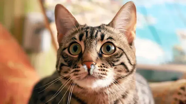 Presta atención a los estornudos de tu gato, podrían ser más que un resfriado