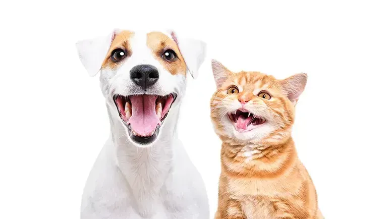 Los dientes de tu mascota podrían reflejar su salud