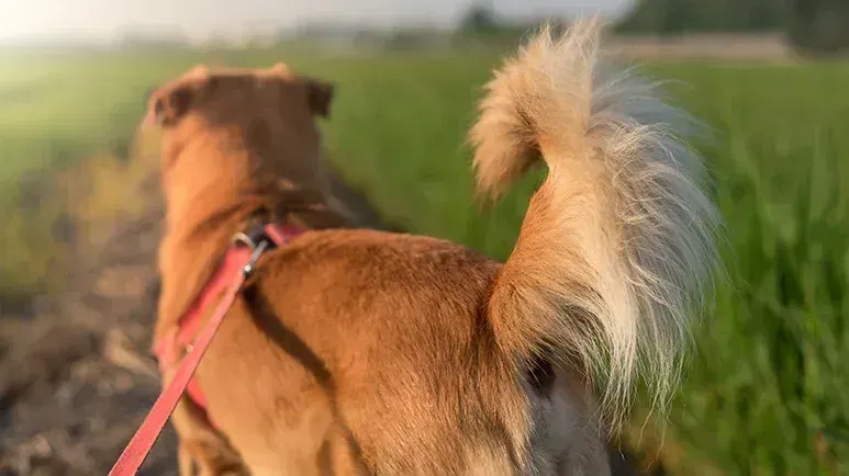Sabías que tu perro usa la cola para mucho más que menearla