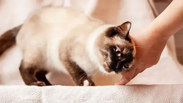 Este gesto en los gatos esconde un significado sorprendente