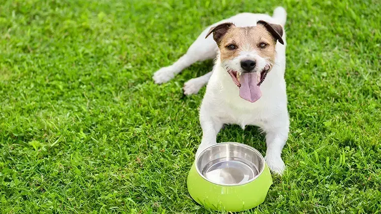 Tu mascota podría estar deshidratada y en peligro: esto es lo que debes hacer
