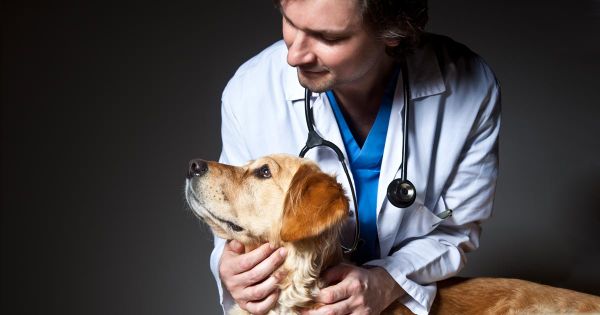 La afección común que muchos dueños y veterinarios ignoran