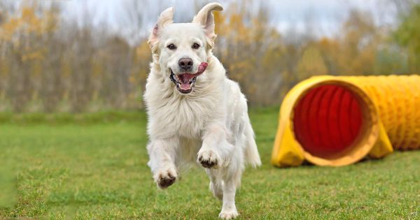 Cómo el ejercicio puede prevenir el daño de los ligamentos
