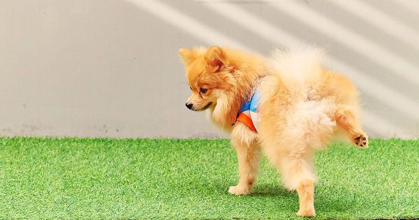 Posiciones de los perros para hacer sus necesidades