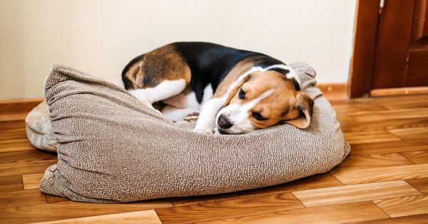 7 remedios naturales para la tos de perrera