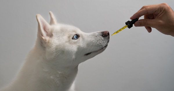 Una sola dosis ayudó a los perros a sentir menos tristeza y ansiedad