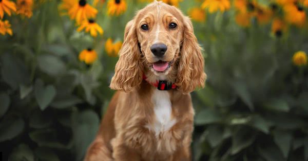 Un estudio de 1002 perros revela comportamientos exclusivos de cada raza