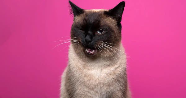 Los gatos se comunican de muchas formas con los humanos