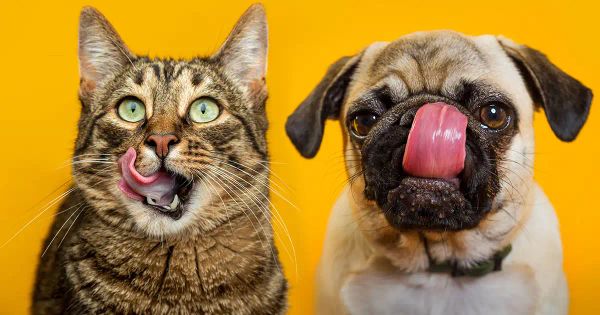 Lista de los mejores y peores tipos de alimento para mascotas