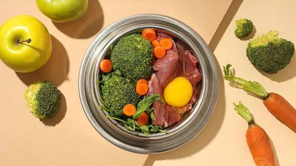 Los mejores vegetales para tu perro o gato