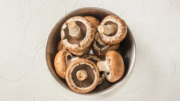 ¿El hongo Portobello podría ser esencial para la vitalidad de tu mascota?