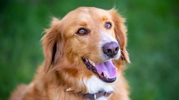 La razón sorprendente por la que los perros tienen bigotes