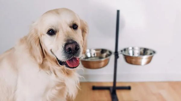 ¿Elevar el tazón de tu mascota puede afectar su salud?