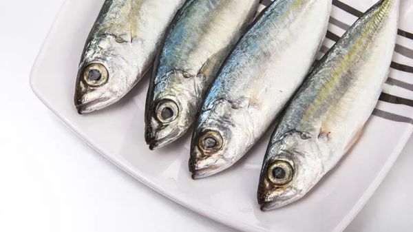 Anchoas: ¿una joya escondida en la alimentación de las mascotas? La verdad acerca de este pez