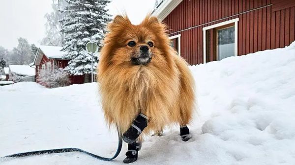 ¿Deberías reconsiderar el uso de zapatos para perros para la comodidad de tu mascota?