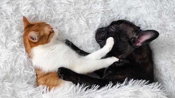 Cómo ayudar a las mascotas para que se curen mediante la automedicación