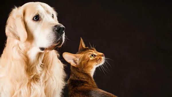 Nunca uses estos carcinógenos peligrosos cerca de su mascota