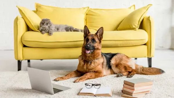 ¿Las mascotas son el secreto para mejorar tus jornadas laborales?