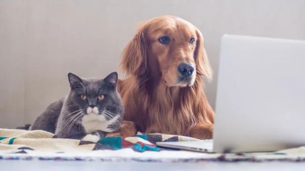 Este dispositivo de uso cotidiano podría estar dañando la salud de tu mascota