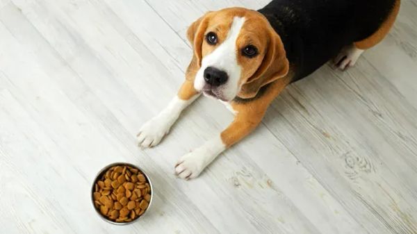 Reconsidera con qué alimentas a tu cachorro