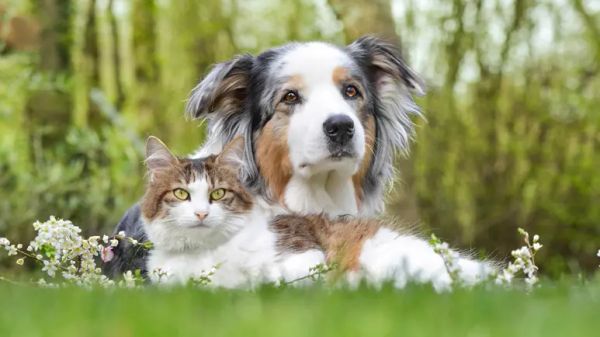 Cómo crear un jardín apto para mascotas