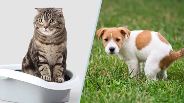 ¿Has notado estas señales de alerta en las heces de tu mascota?