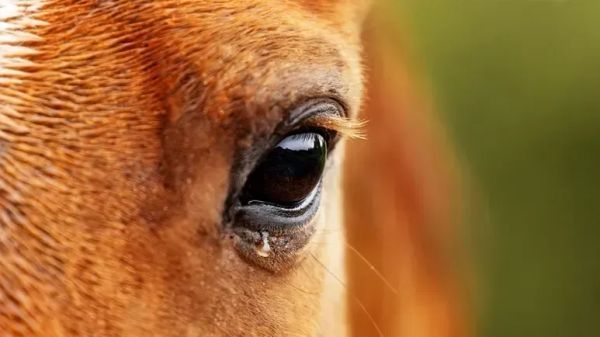 No pases por alto este problema de visión