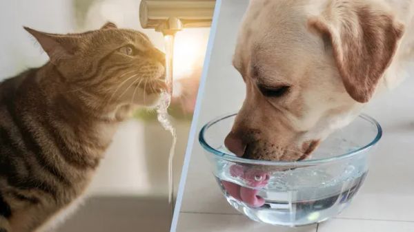 ¿El agua de tu mascota es segura?