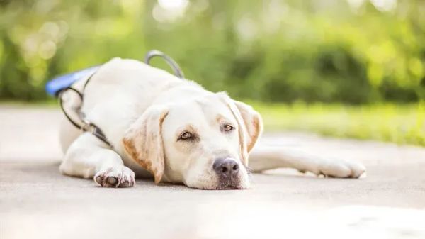 El error que cometen los dueños cuando ejercitan a sus perros