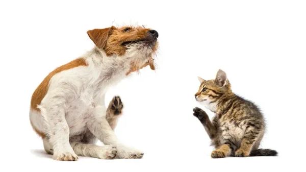 ¿Tu mascota se rasca mucho? Esto es lo que debes saber sobre las histaminas