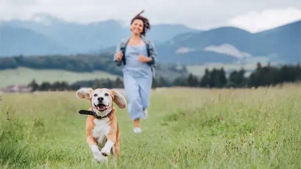 Las mascotas aman esto más que cualquier otra cosa y también es excelente para ti