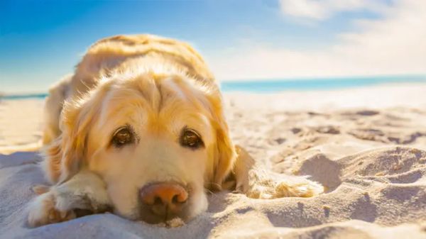 Esto podría dañar la piel de tu perro durante el verano
