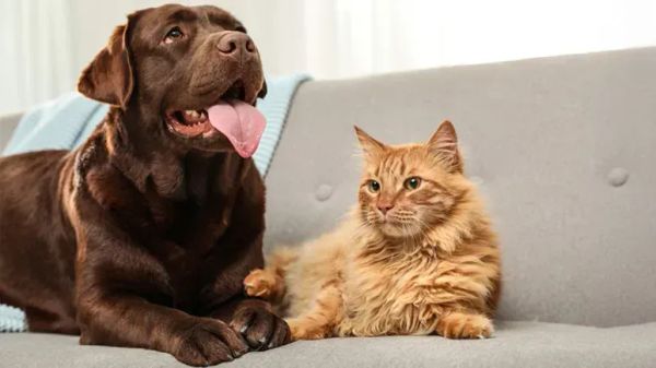 El arma secreta de los dueños de mascotas para tener un hogar más limpio y fresco