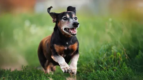 Ayuda a tu perro a sentirse más joven sin usar medicamentos