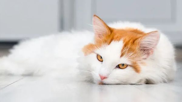 Sonidos cotidianos que pueden causar convulsiones en gatos