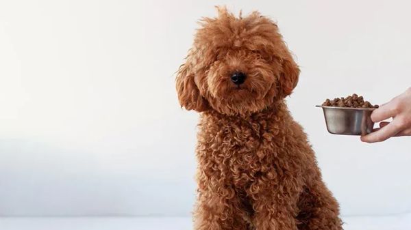 Las micotoxinas son una amenaza: evita estos 8 ingredientes comunes ahora mismo