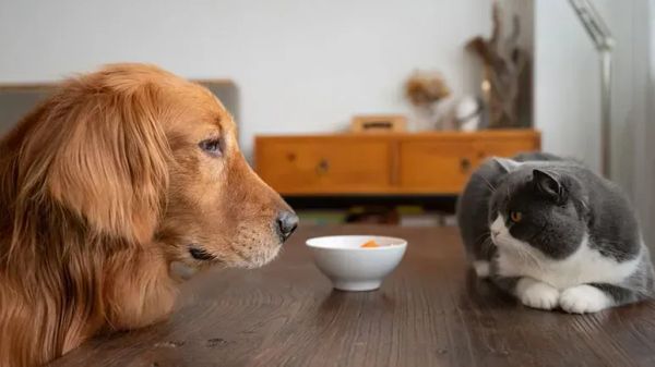 Cómo proteger a tu mascota de los peligros en casa