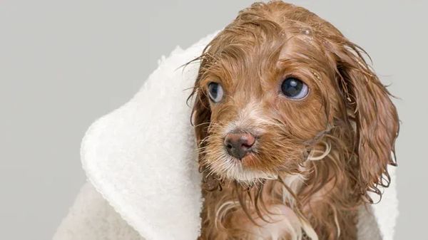 Cómo ayudar a que tu mascota esté más cómoda a la hora de bañarla