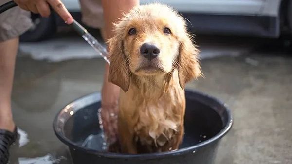 ¿Qué hay en el agua con la que bañas a tu perro?