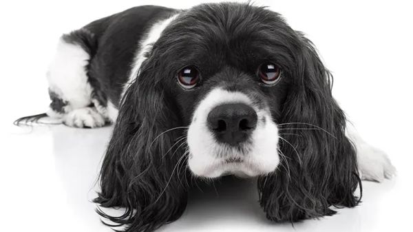 Cuándo preocuparse por las pupilas dilatadas de tu perro