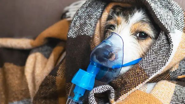 Estas son las señales de que tu perro padece parálisis laríngea