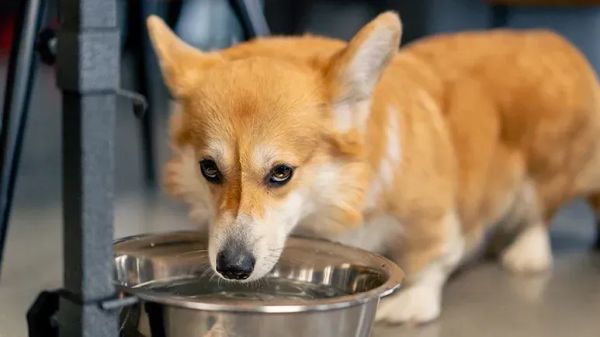 Dónde colocar el tazón de agua de tu perro para una mejor hidratación
