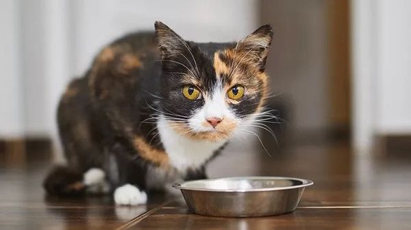 El posible motivo de la delgadez de tu gato a pesar de su gran apetito