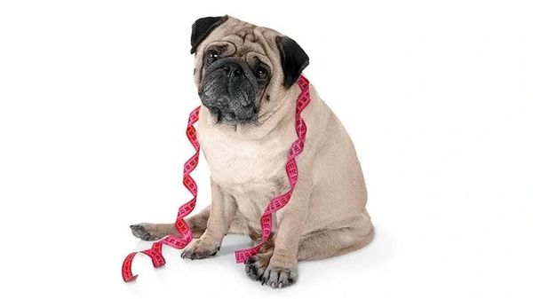 ¿Tu mascota ha subido mucho de peso? ¡Es hora de hacer ejercicio!