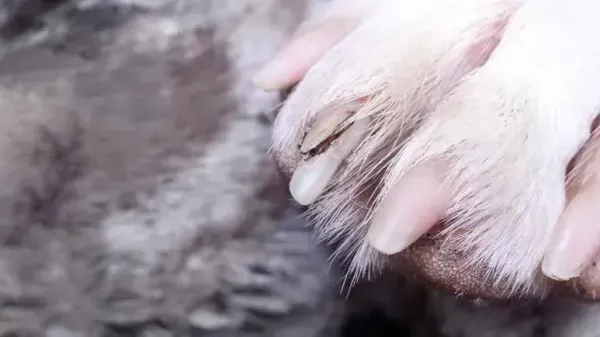 Cuando la diversión termina en dolor: Todo sobre las uñas rotas en perros